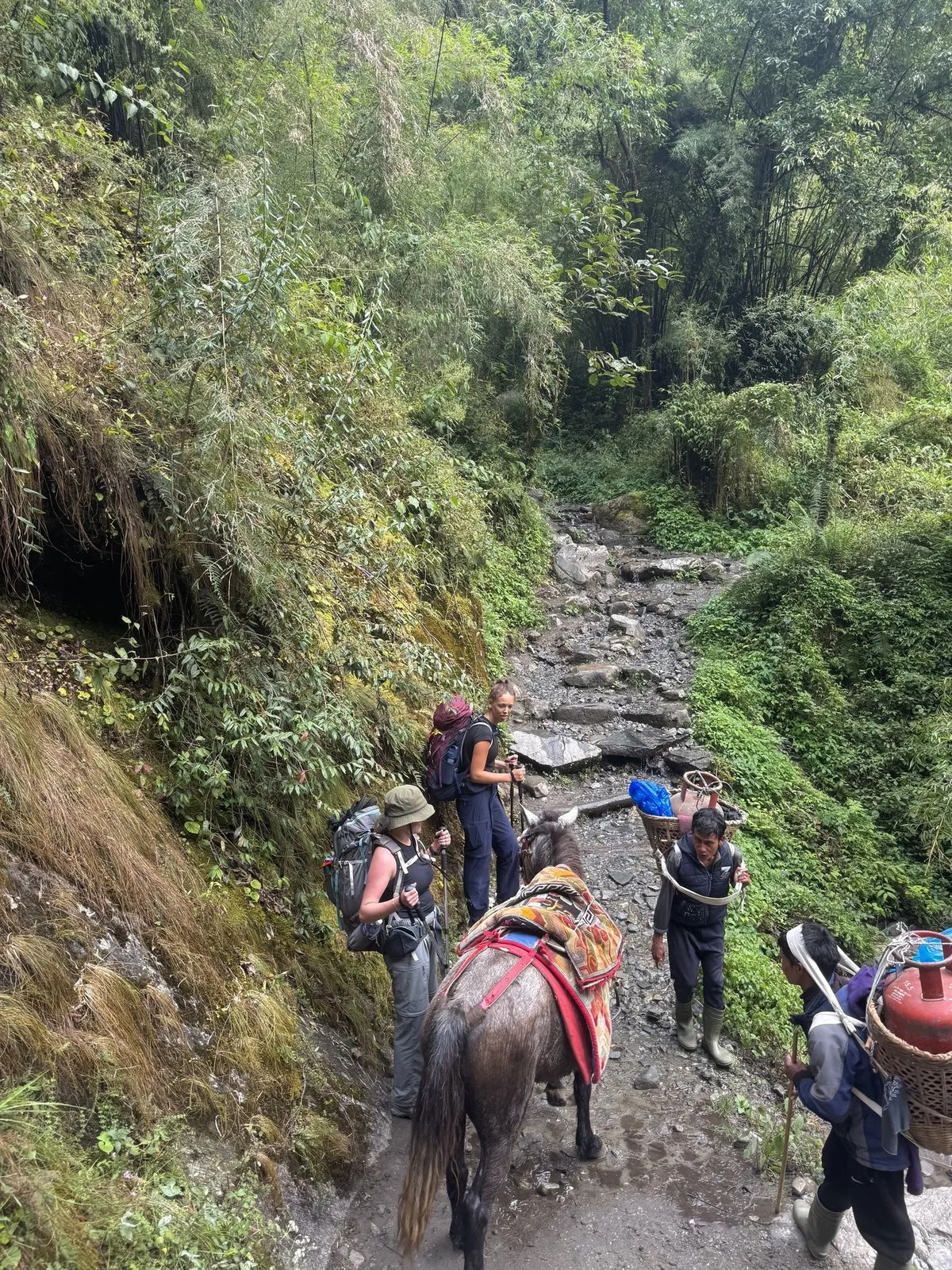 A mule train loaded with supplies coming up the stone trail past trekkers stepped aside to let it through.