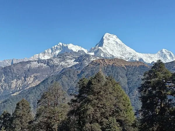 A snow summit standing clear above dark forested ridges.